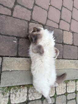 Kocour Ragdoll - 4