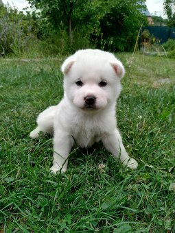Štěňata Shiba Inu s krémovým zbarvením - 4