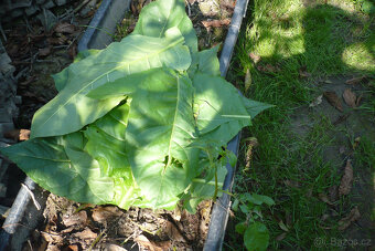 tabáková rostlina - 4