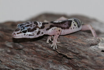 Gekončík noční - letošní mláďata - 4