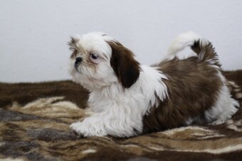 Shih-tzu, Shih tzu, si cu bez pp - 4