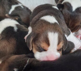 Bígl beagle štěňátko s PP - 4