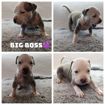 American Bully Standard - 4