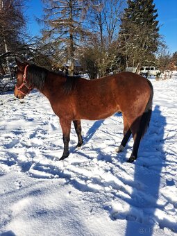 APH 2letý valach - 4