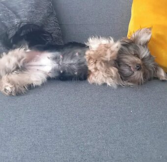 Jorkšírsky teriér - 4