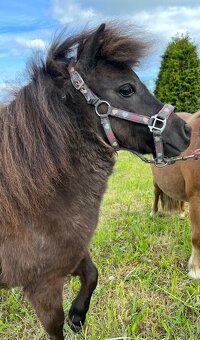 Na prodej: Mini Shetland hřebeček s plným původem - 4