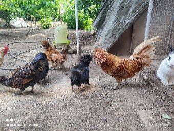 NV Paduánka hladká, frizzle - 4