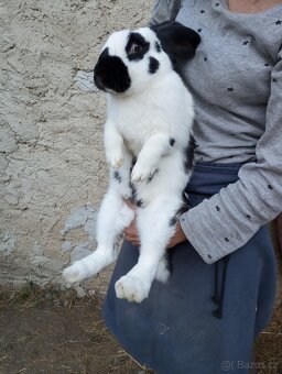 Samice i samci obrů NOS a BU, Činčily veliké - 4