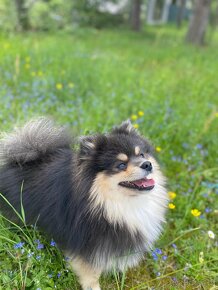 Pomeranian krytí - 4