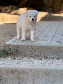 Akita Inu s PP FCI & AKIHO - 4