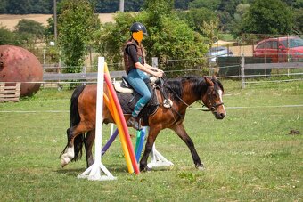 Welsh pony of cob type - Fréďa - 4
