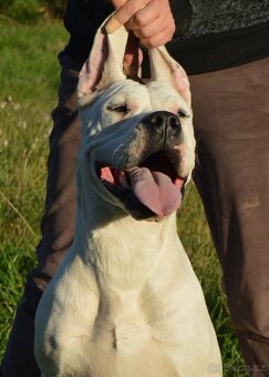 Argentinska doga - šteniatko fenka s PP - 4