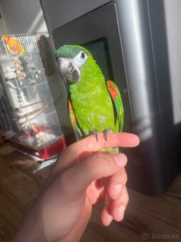 Ara Nobilis - Ručně dokrmené mimino / Samička DNA test - 4