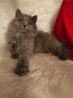 Britské kotě , britská koťátka - 4