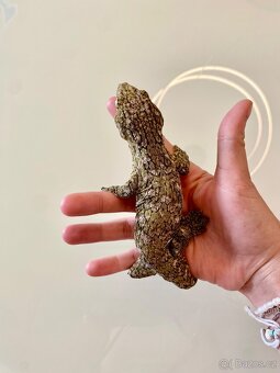 Leachianus nunu ami - 4