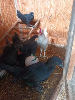 Ayam cemani - 4