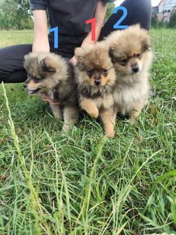 Štěňátka špic pomeranian - 4