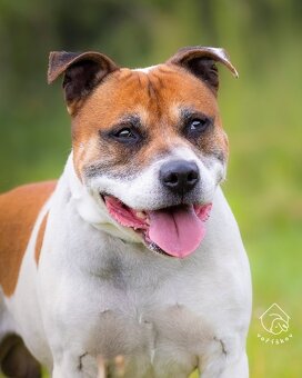 Kříženec staforda - 4