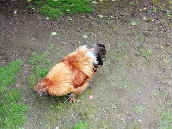 Prodám kohouta hedvábničky (Krémový -bílý) - 4