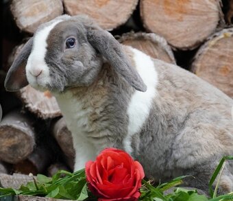 Krasna miminka rex beranků ( plyšová srst) - 4