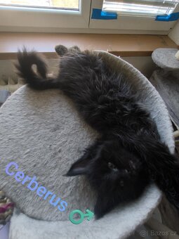 Mainská mývalí koťátka s PP - 4