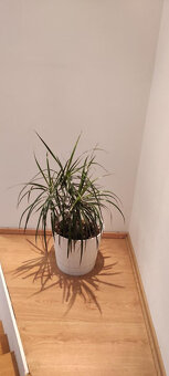 Dracena - 4