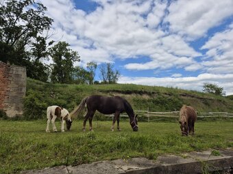 Minihorse klisna - 4