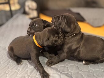 Štěňata CaneCorso k odběru 14.7.2025 - 4