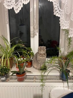 Krytí skotskou kočky - 4