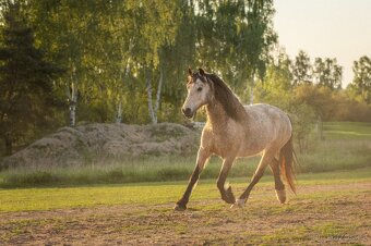 Welsh Cob klisna - 6 let - 4