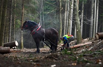Plemenný hřebec ČMB 2809 Bady - 4