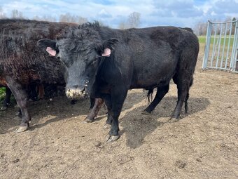 Dexter homozygot plemenný býk - 4