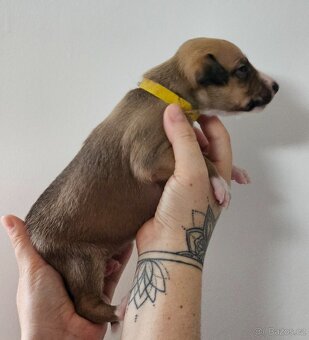 Whippet s PP - 4