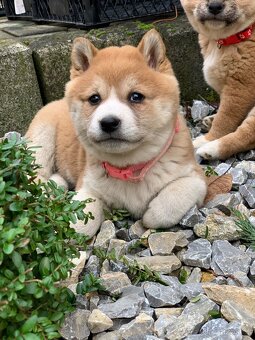 Shiba inu - 4