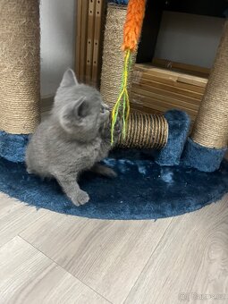 Britské koťátko - 4