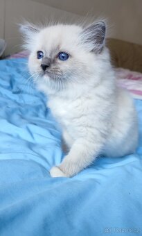 Ragdoll koťátka - 4