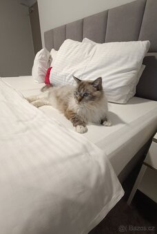 Ragdoll s PP - 4