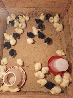 KUŘÁTKA - LEGHORN AMERICKY čistokrevna - 4