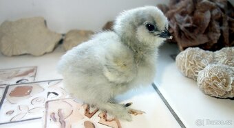 Hedvábnička velká vousatá - EU - 4
