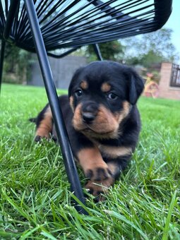 Rottweiler RTw - 4