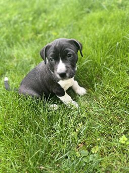 Stafordšírský bulteriér - 4