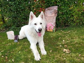 Bílý švýcarský ovčák ke krytí - 4