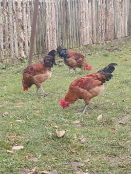 Kohouti Česka zlatá kropenka - 4