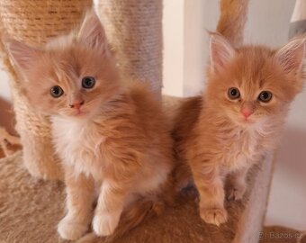 Mainská mývalí koťátka bez PP - 4