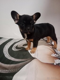 Francouzský buldoček - 4