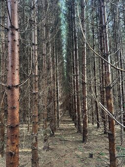 Smrkový les 35let starý sázený - 4