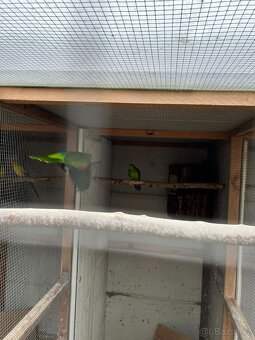 Papoušci Australie - 4