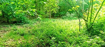 Prodej lesa u Staříče, celý, nebo na na části - od 5.000m2. - 4