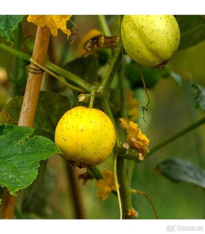 Citronové popínavé mini okurky (10 semen) - 4