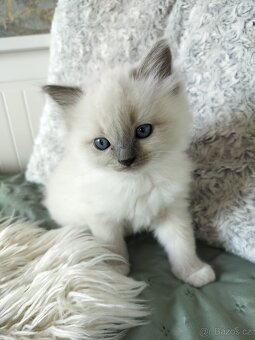 Ragdoll koťátka s PP - 4